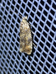 Olethreutes astrologana