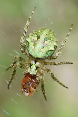 Cryptaranea atrihastula