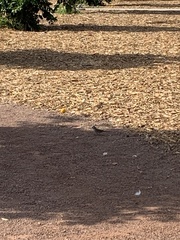 Zonotrichia leucophrys