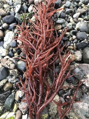 Sarcodiotheca