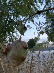 Magnoliopsida