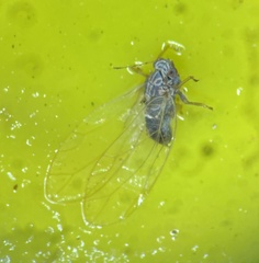 Bactericera cockerelli