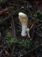 Trichoderma leucopus