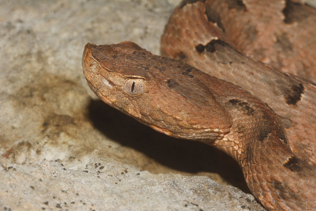 Yucatán Hognose Viper