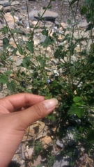 Salvia podadena
