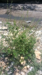 Salvia podadena