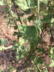 Malacothamnus aboriginum