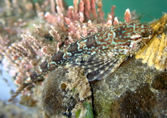 Saddleback Sculpin photo 4