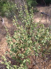 Malacothamnus aboriginum