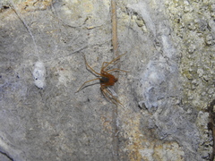 Loxosceles yucatana