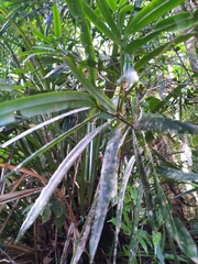 Podocarpus grayae