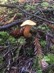 Cortinarius rubicundulus