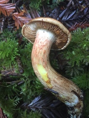 Cortinarius rubicundulus