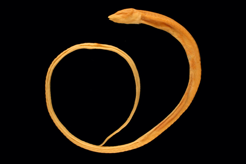 Blind cave eel (Ophisternon candidum) — Synbranchidae
