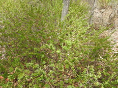 Pimelea leptospermoides
