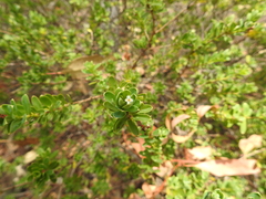 Pimelea leptospermoides