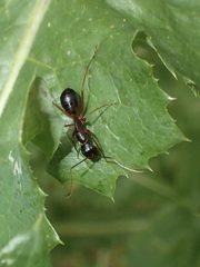 Camponotus consobrinus