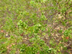 Pimelea leptospermoides