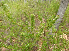 Pimelea leptospermoides