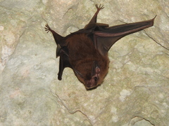 Peropteryx macrotis