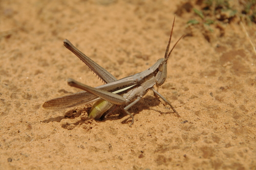 Two-striped Mermiria photo 3