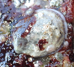 Pododesmus macrochisma