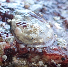 Pododesmus macrochisma