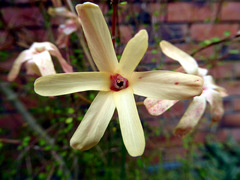 Ixia paniculata