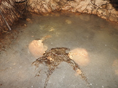 Ophisternon infernale