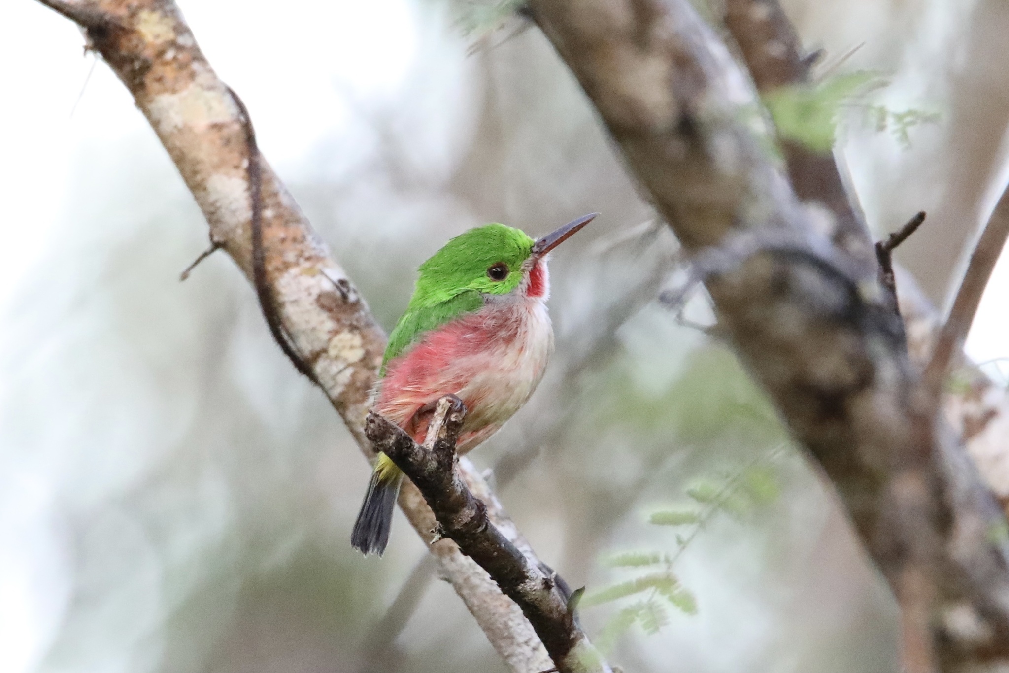 Broad-billed Tody illustration