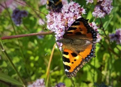 Aglais urticae