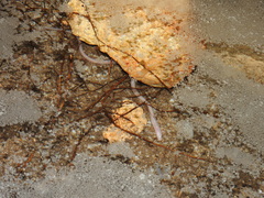 Ophisternon infernale