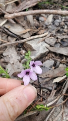 Tetratheca labillardierei