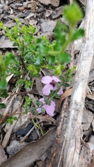 Tetratheca labillardierei