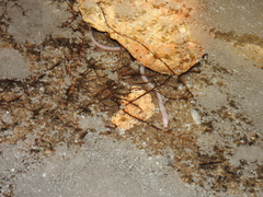 Ophisternon infernale