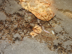 Ophisternon infernale