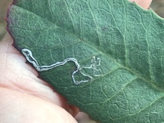 Stigmella heteromelis