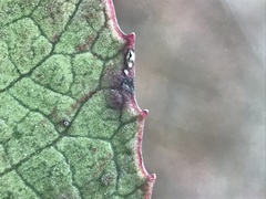Stigmella heteromelis