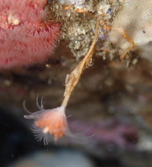 Ectopleura