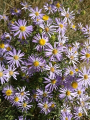 Dieteria bigelovii