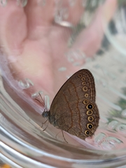 Hermeuptychia canthe