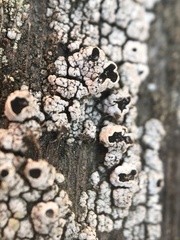 Pseudothelomma occidentale