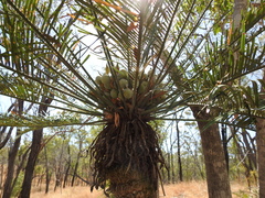 Cycas megacarpa