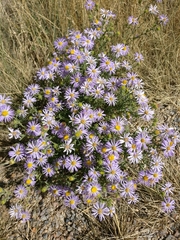 Dieteria bigelovii