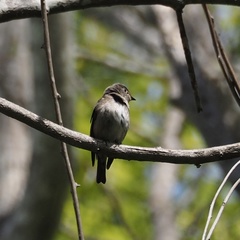 Muscicapa sibirica