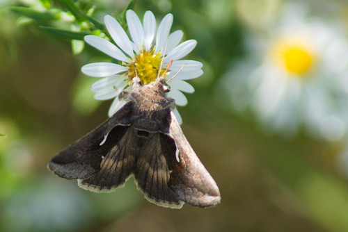 Celery Looper Moth photo 3