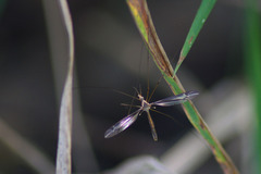 Tipula caloptera
