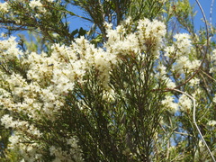 Melaleuca trichostachya