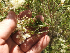 Melaleuca trichostachya