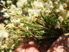 Melaleuca trichostachya